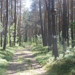 Cieślin - Droga leśna z niebieskim szlakiem rowerowym