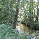 Cieślin - Rzeka Tarnówka płynąca od strony Bydlina