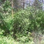 Cieślin - Zarośnięta okopa z czasów II wojny światowej w rejonie Góry Golczowskiej (1)