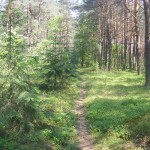 Cieślin - Ścieżka leśna (1)