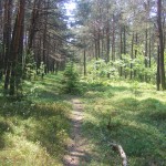 Cieślin - Ścieżka leśna (2)